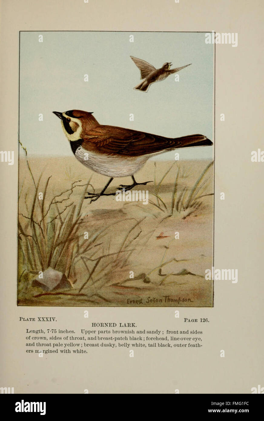 Vogelwelt (Platte XXXIV) Stockfoto