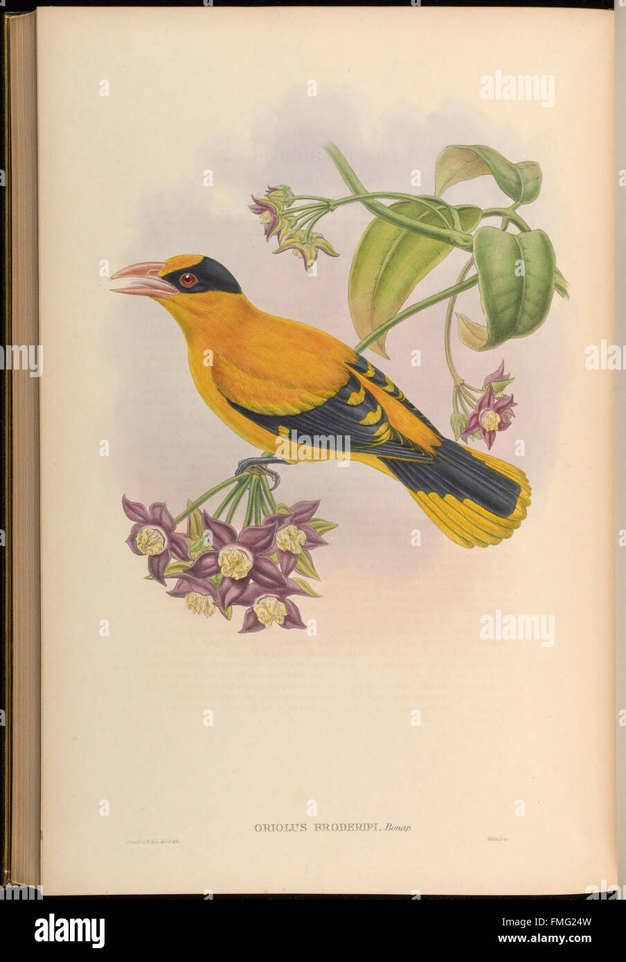 Vögel aus Asien - von John Gould (Platte 73) Stockfoto