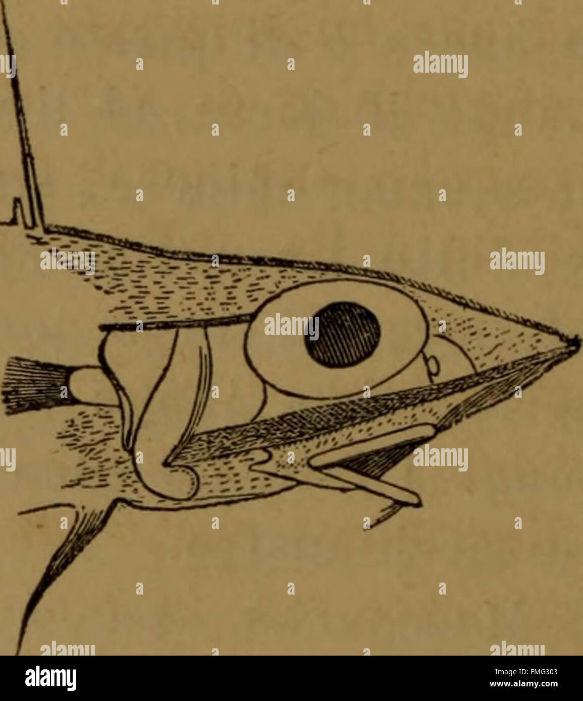 Bollettino Scientifico (1882) Stockfoto