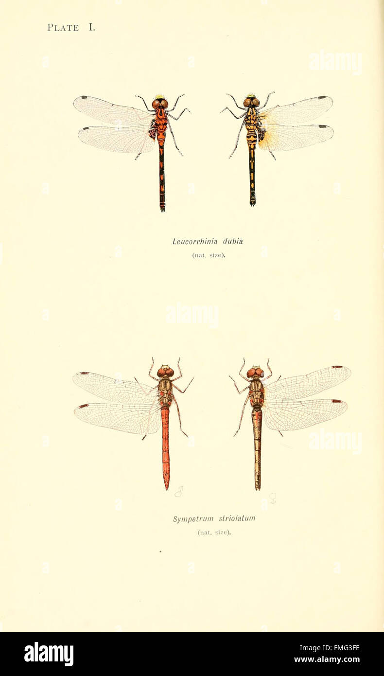 Ein Werk, das die Vielfalt der britischen Libellen zeigt, wobei Plate I verschiedene Arten aus Großbritannien darstellt. Die Publikation dient als wertvolle Ressource für Entomologen und Naturliebhaber und bietet detaillierte Abbildungen zur Identifizierung. Stockfoto