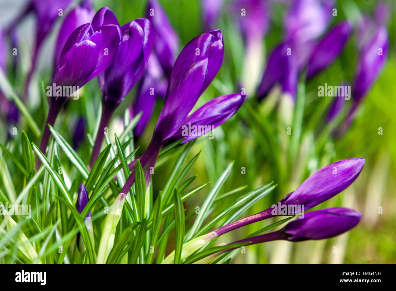 Crocus vernus 'Blume aufzeichnen. Stockfoto