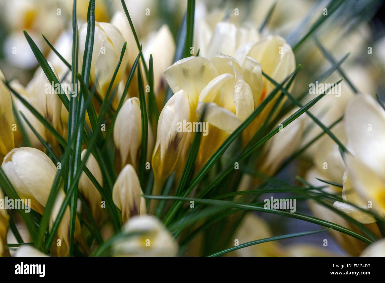 Krokus, Crocus Chrysanthus 'Cream Beauty' Schnee Stockfoto