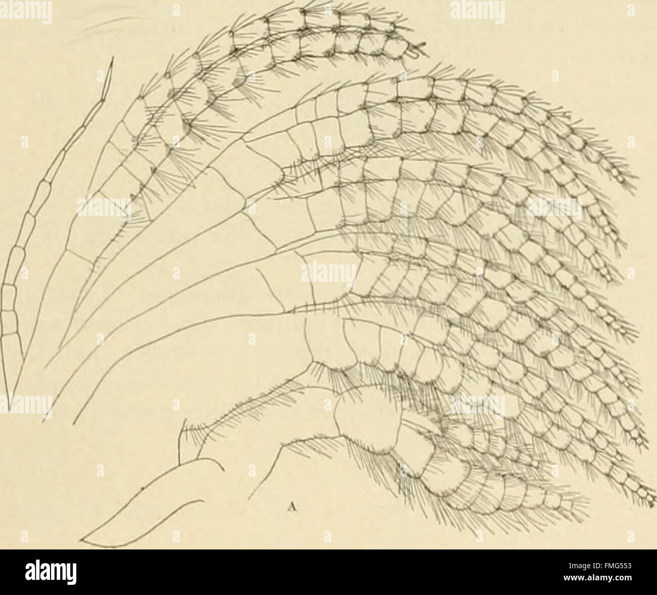 Bulletin der United States Fish Commission (1906) Stockfoto