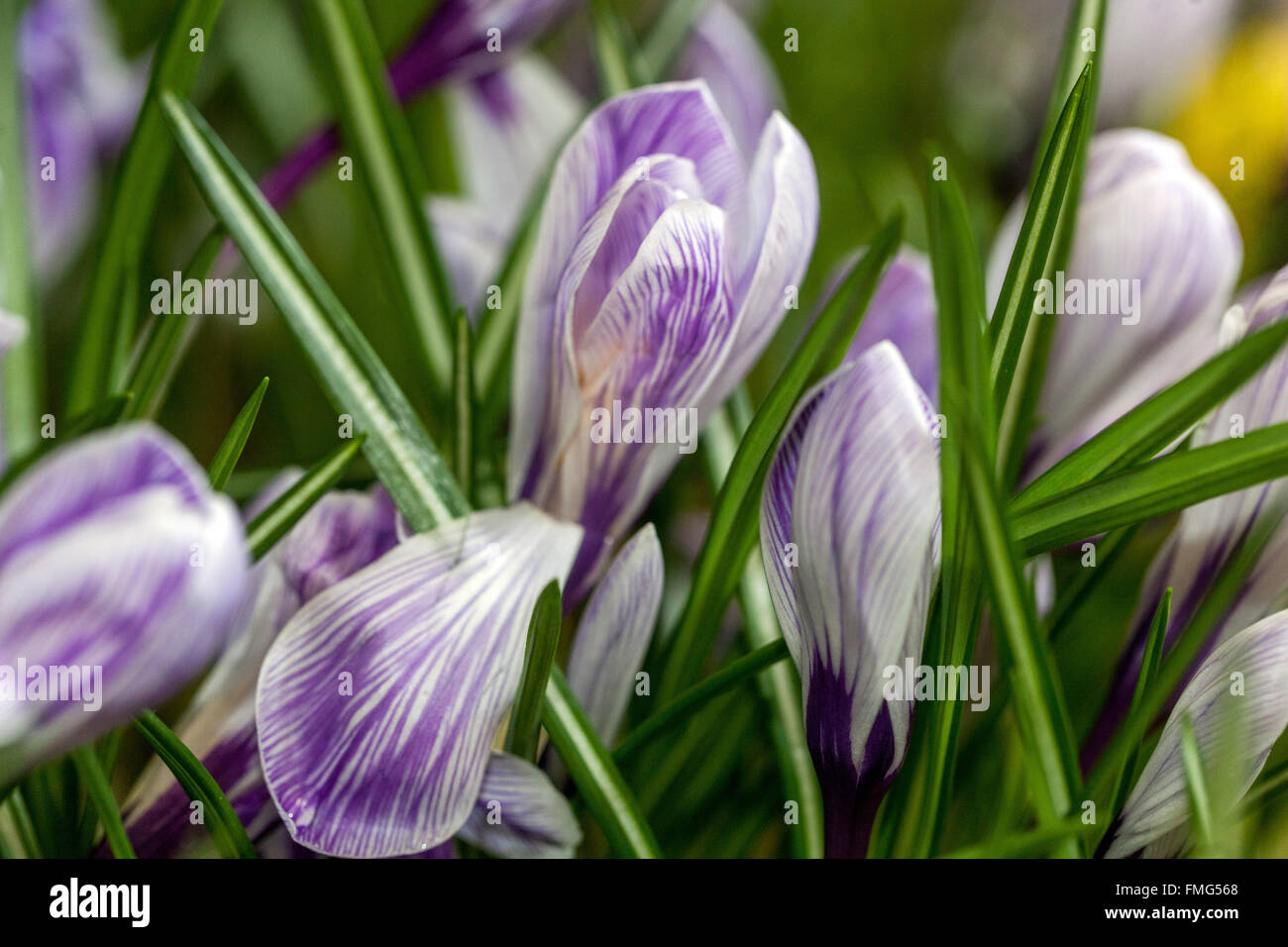 Crocus vernus „Pickwick“ blühender Frühlingsrasen-Safran Stockfoto