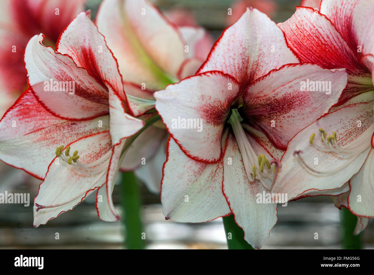 Hippeastrum "Ausstrahlung", Amarylis, blühende Stockfoto