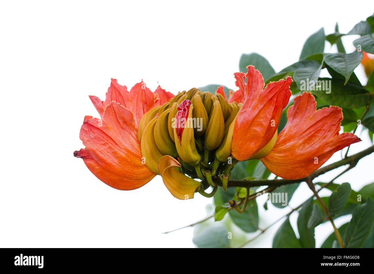 Dekorative afrikanischen Tulpenbaum Blume, Flamme des Waldes isoliert auf weißem Hintergrund Stockfoto