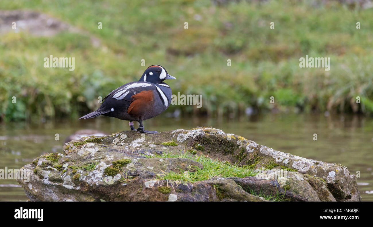 Schöne Harlekin Ente Histrionicus Histrionicus Stockfoto