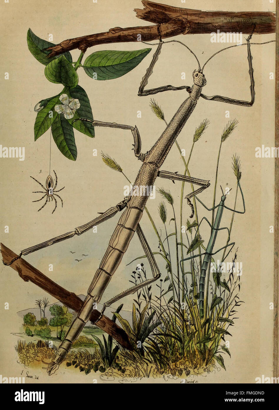 Das 1838 erschienene „Dictionnaire pittoresque d'histoire naturelle et des phénomènes de la Nature“ ist ein französisches Werk, das eine malerische Beschreibung der Naturgeschichte und Naturphänomene bietet. Es kombiniert Illustrationen und wissenschaftliche Details verschiedener Arten und natürlicher Vorkommen. Stockfoto