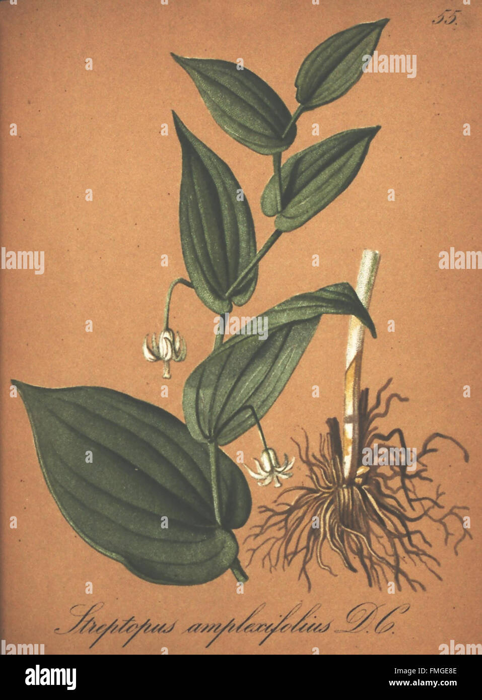 Sterben Sie Alpenpflanzen Nach der Natur Gemalt (Seite 55) Stockfoto