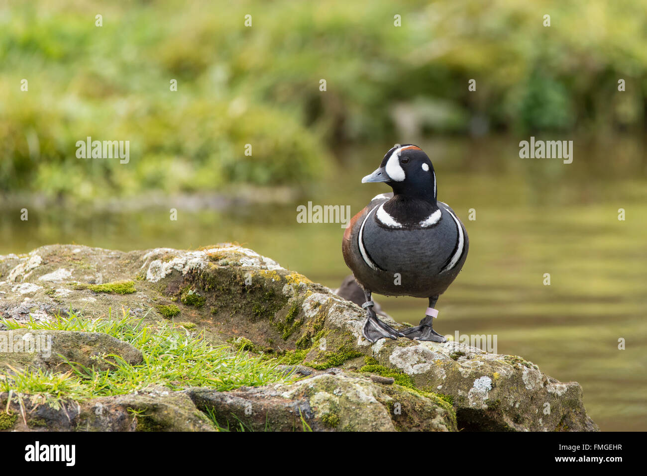 Schöne Harlekin Ente Histrionicus Histrionicus Stockfoto