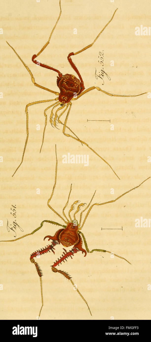 Sterben Sie Arachniden. Getreu Nach der Natur Abgebildet Und Beschrieben (1831) Stockfoto