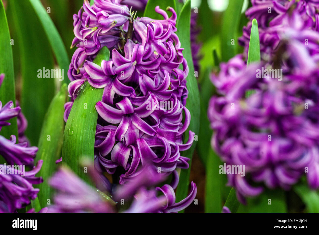 Hyazinthe Hyacinthus Orientalis 'Purple Sensation' Blüte Stockfoto
