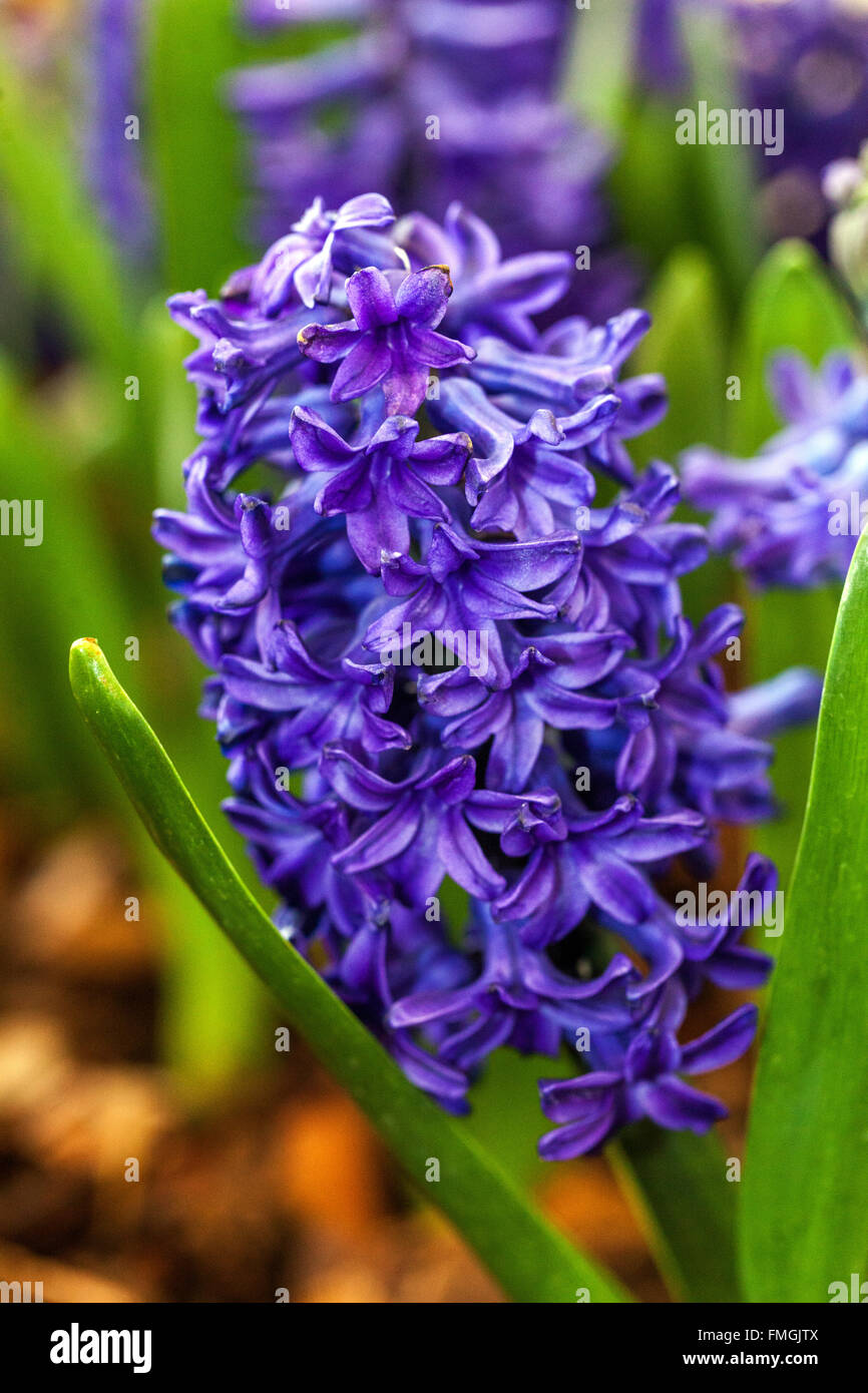 Blaue Hyazinthe hyacinthus orientalis 'Peter Stuyvesant' Blüten Stockfoto