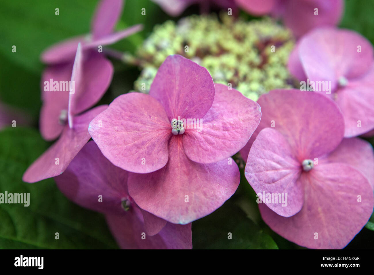Berg Hortensie, Pink Hydrangea serrata Nahaufnahme Blume Stockfoto