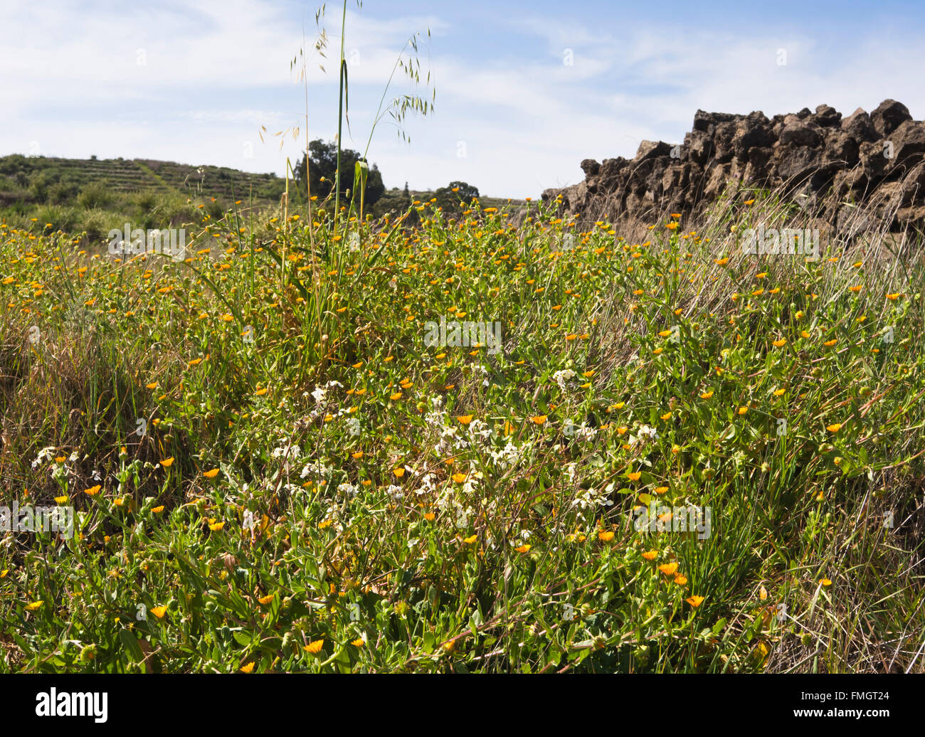 Feld Ringelblume Calendula Arvensis, dominieren auf einem Wanderweg auf dem Lande in der Nähe von Erjos in Teneriffa-Kanarische Inseln-Spanien Stockfoto