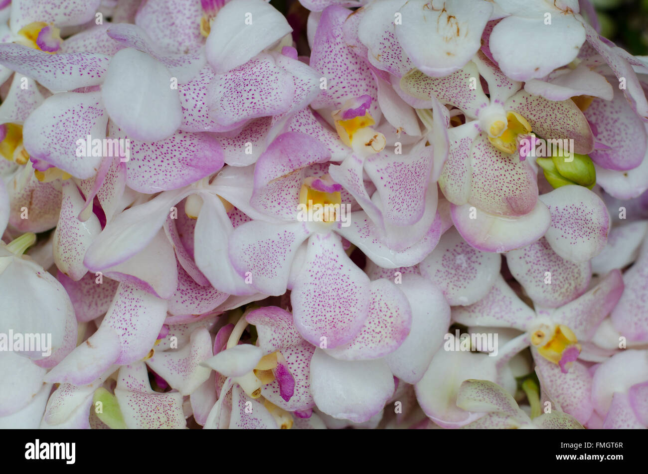 Schöne weiße Orchidee Hintergrund Stockfoto