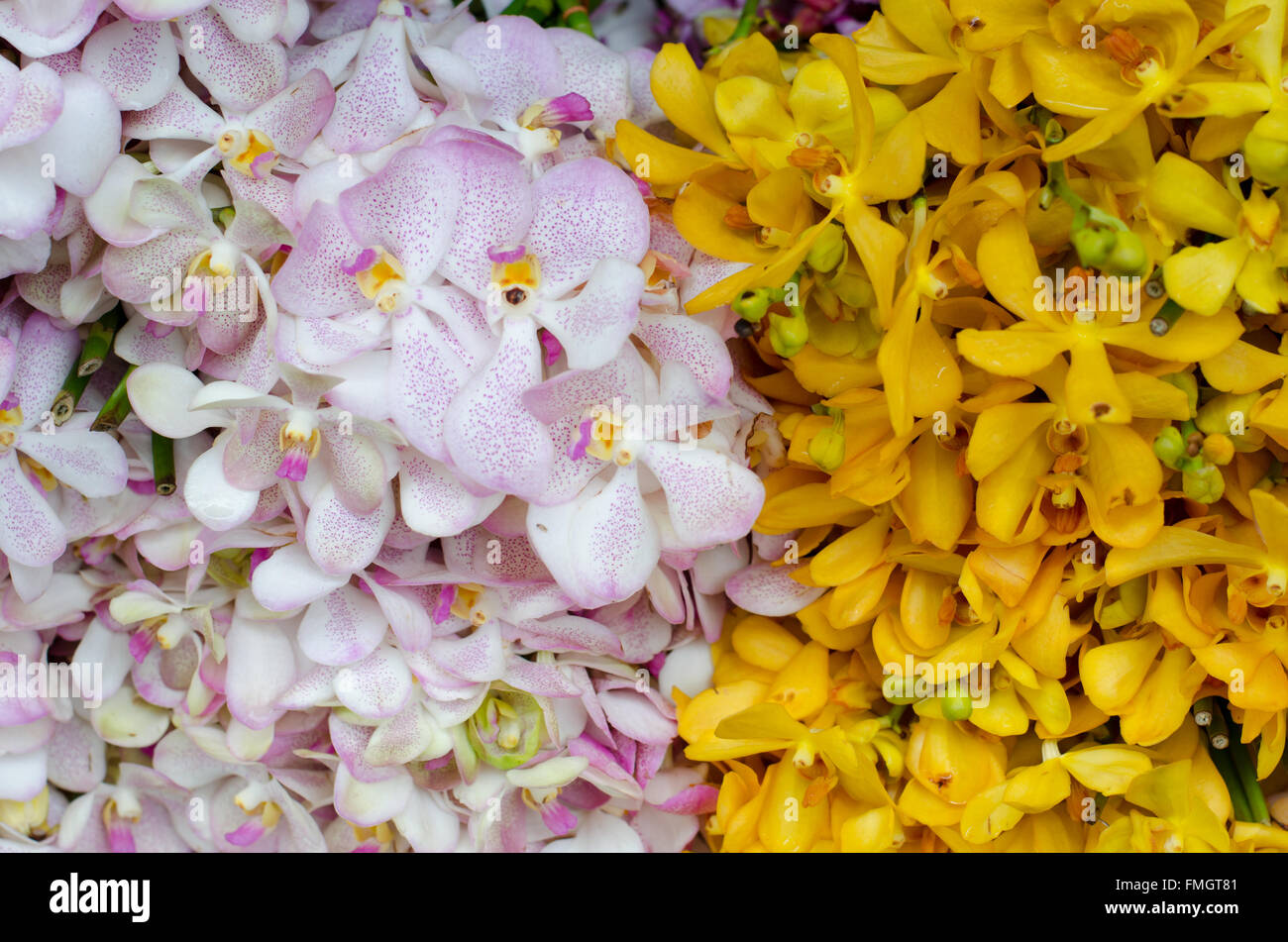 Schönen gelben und weißen Orchideen Hintergrund Stockfoto