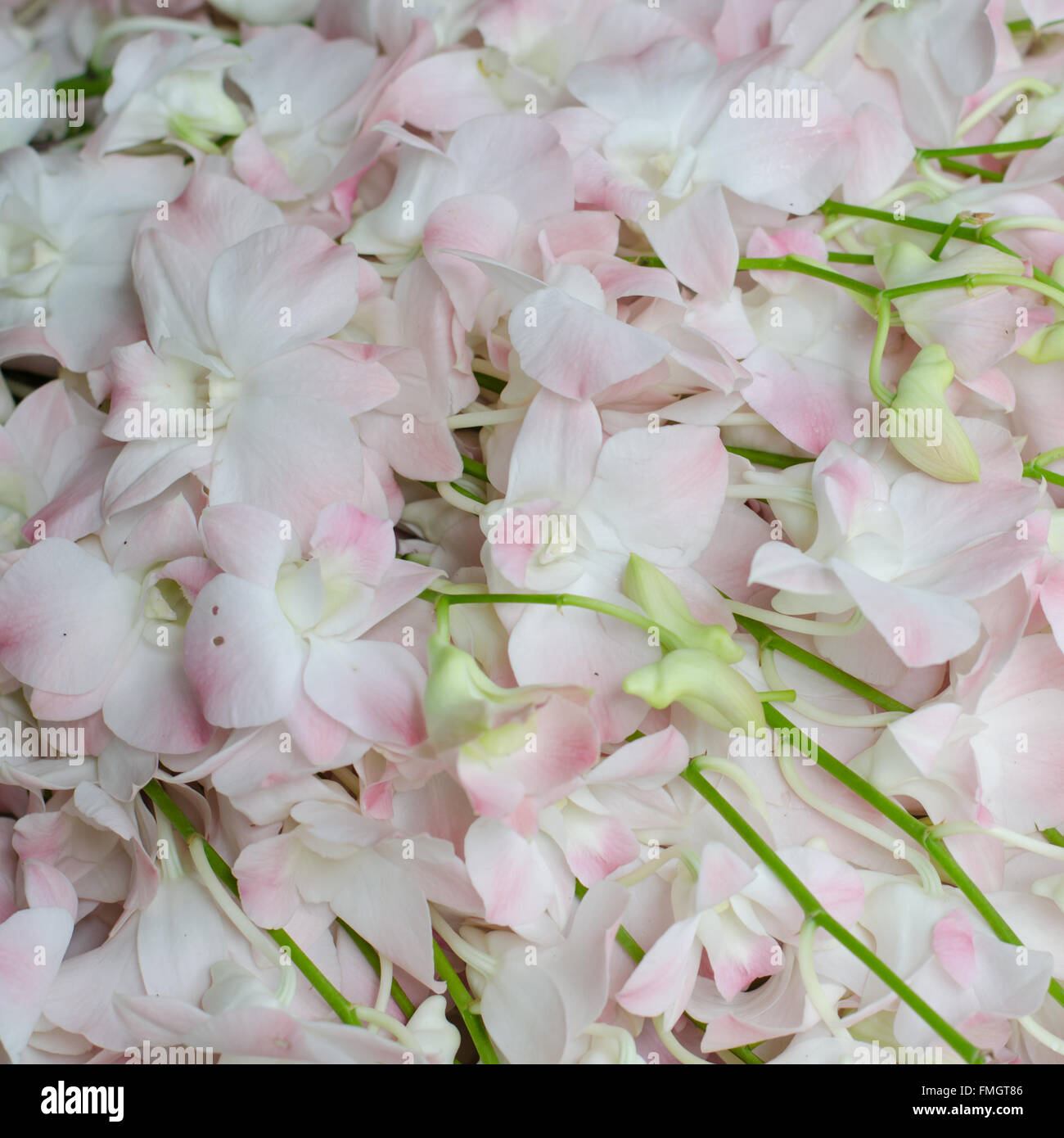 Schöne weiße Orchidee Hintergrund Stockfoto