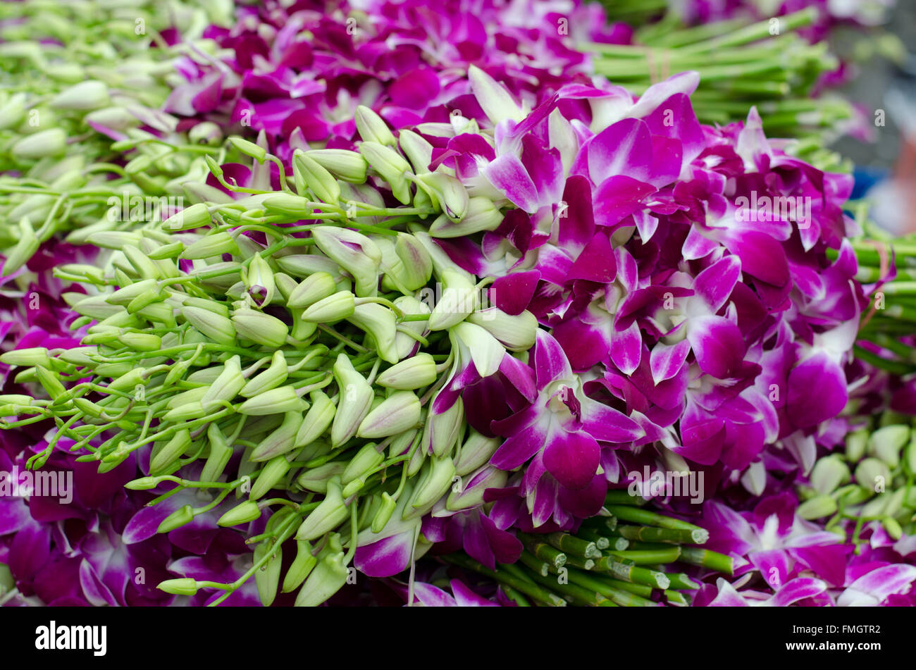 Dendrobium Pompadour in Blumenmarkt, Thailand Stockfoto