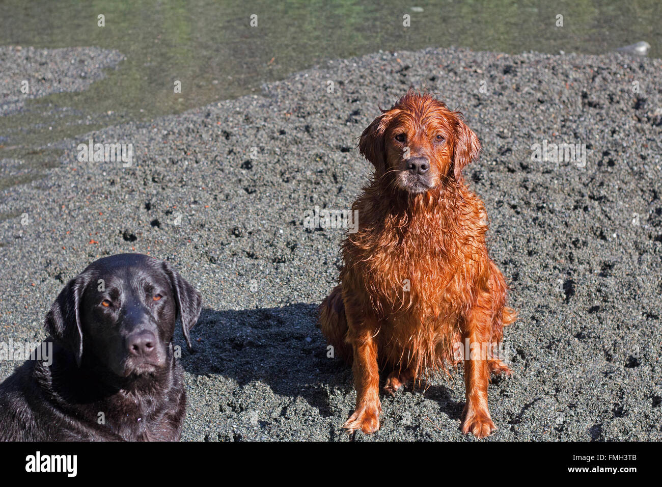 schwarzer Labrador und golden Retriever am Fluss Stockfoto