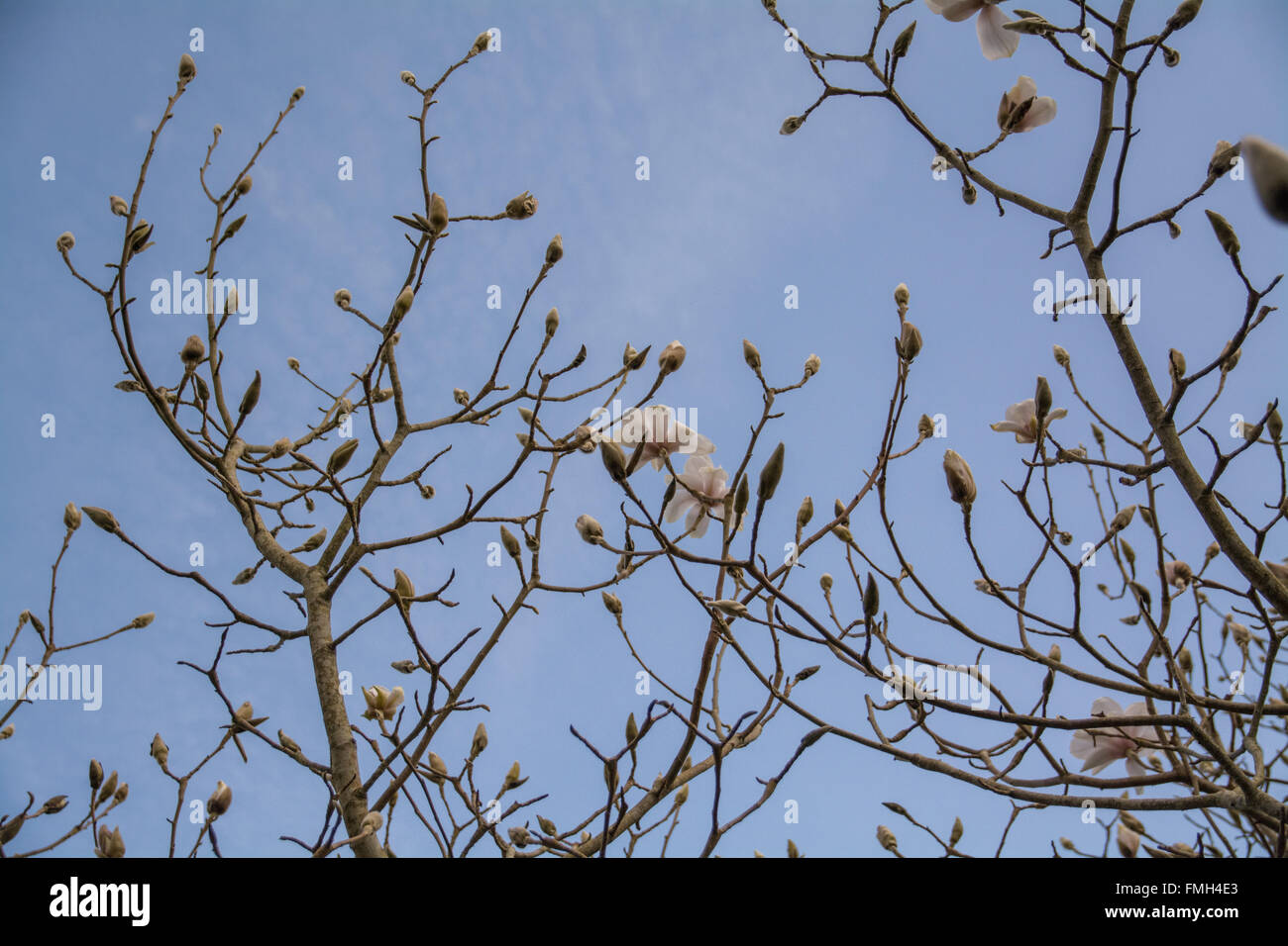 Magnolia Albatros Cylindrica x X veitchii "Peter Veitch" Stockfoto