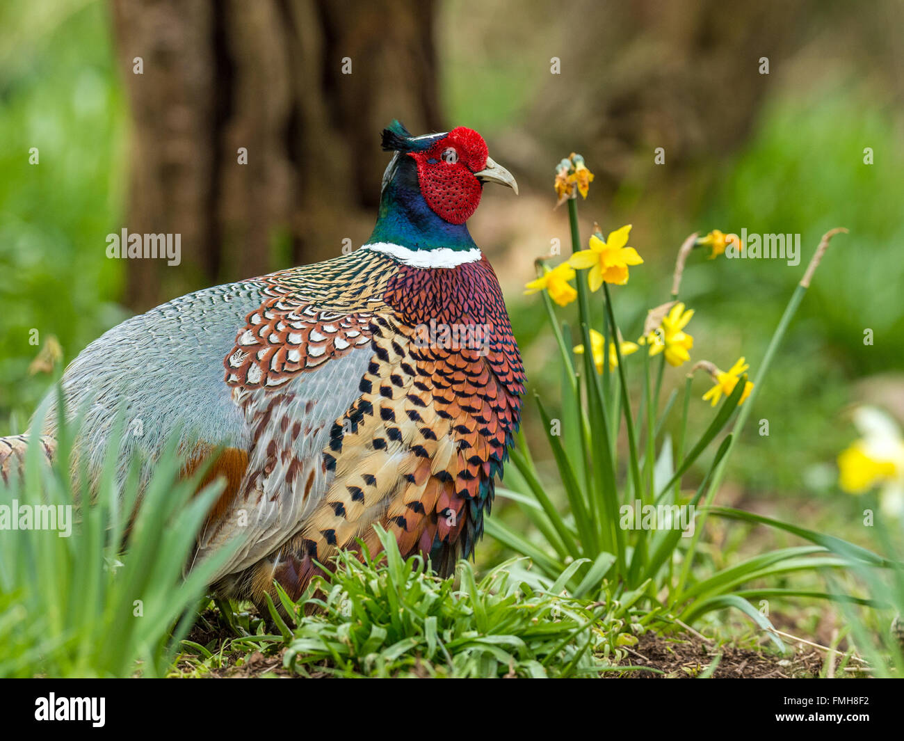 Wunderschöne britische Ring-necked Fasan (Phasianus Colchicus) auf Nahrungssuche in natürlichen Wäldern Wald Einstellung. Stockfoto