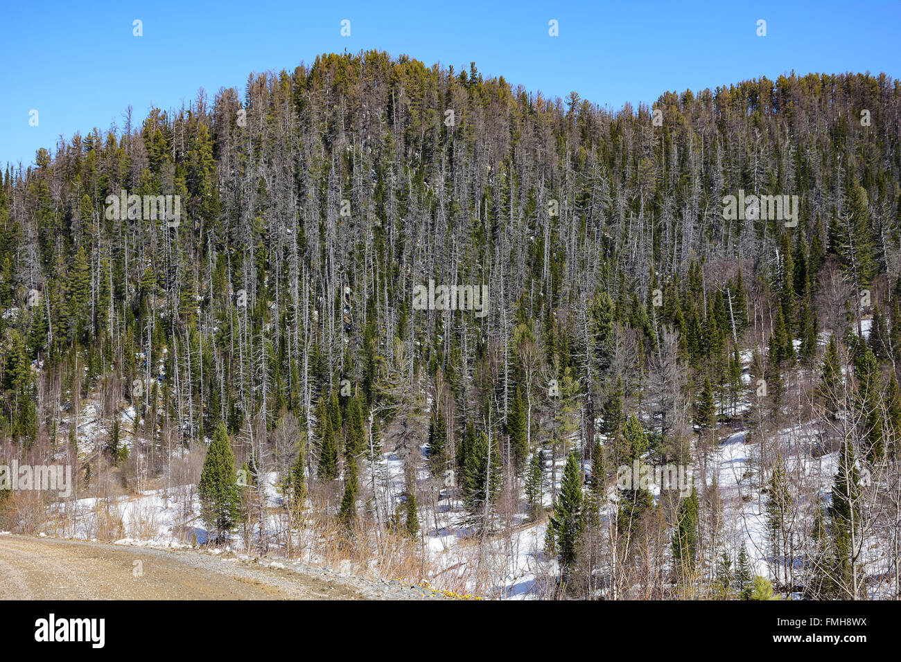 Tannenwald bedeckt die Hänge der Kamm der Kuznetsk Alatau. Die Republik Chakassien, Sibirien, Russland Stockfoto