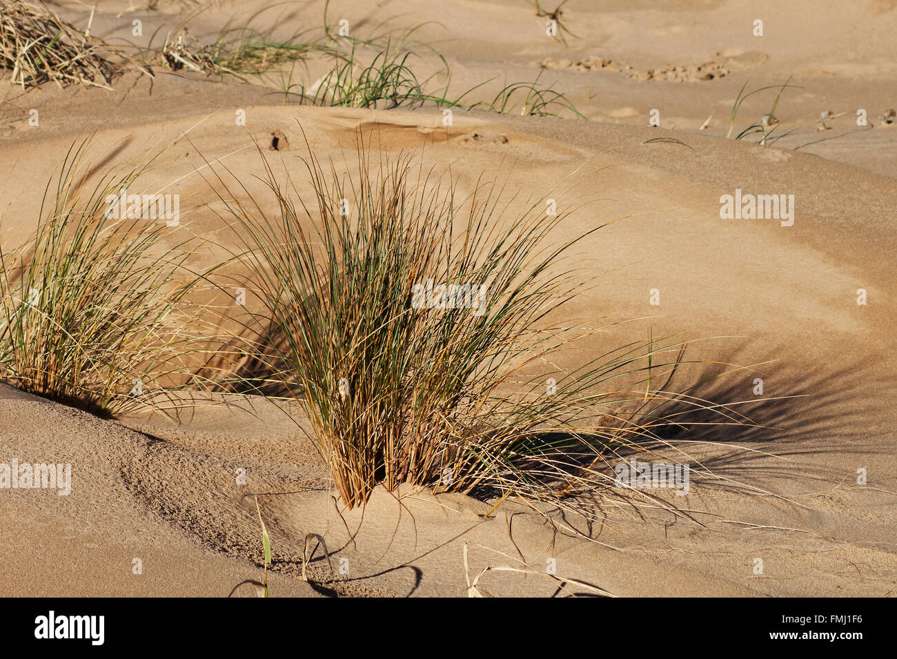 Dünengebieten Grass am Rand der Sanddünen, bei St Annes-sur-mer Stockfoto