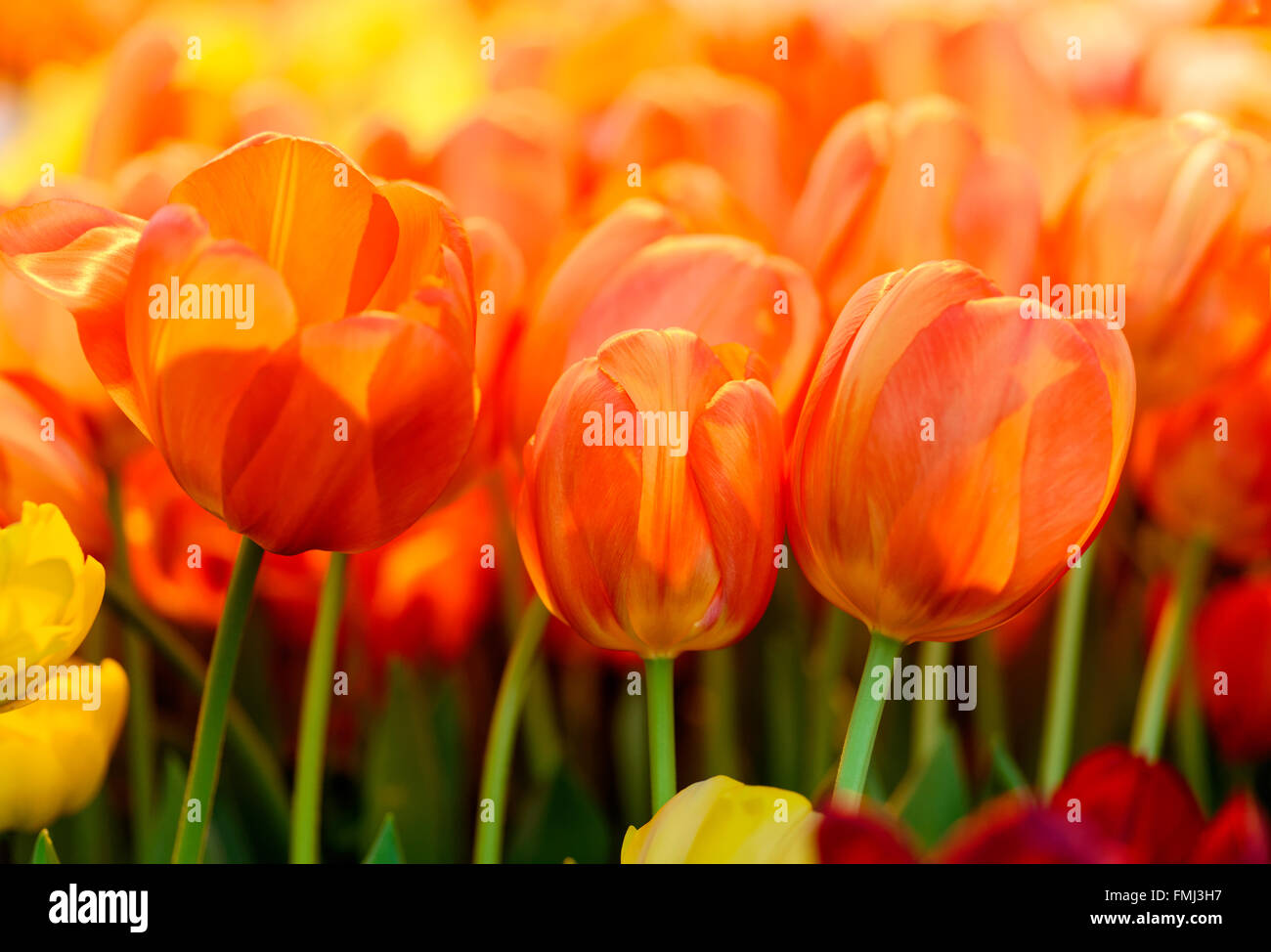 Blumen: Gruppe von frischem orange rote Tulpen im Garten, Sonnenlicht von oben. Schöne florale abstrakten Hintergrund. Stockfoto