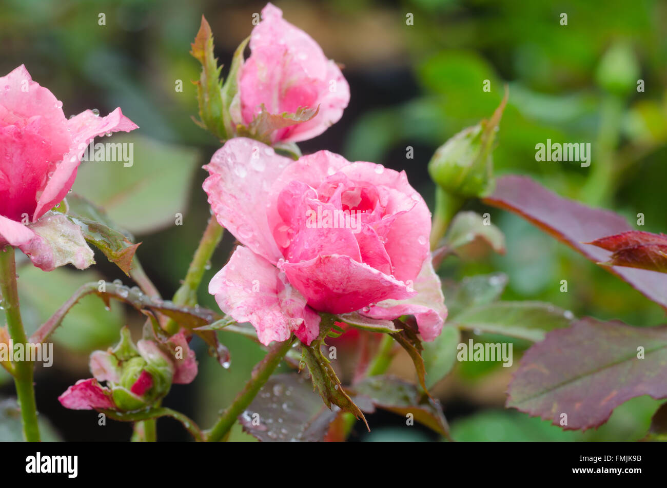 rosa Rose blüht auf Baum Stockfoto