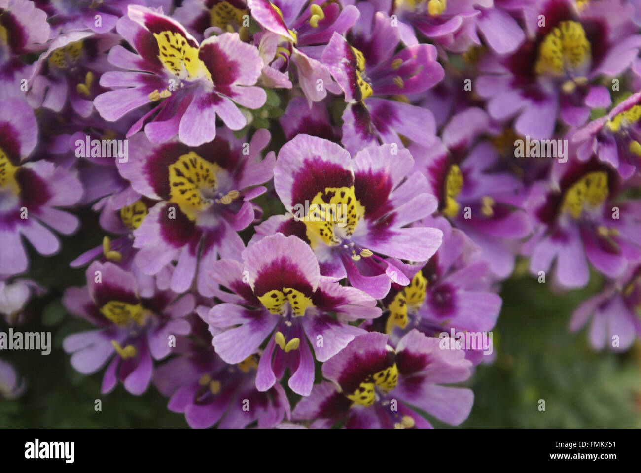 Rachenblütler × Wisetonensis, Arme-Leute Orchidee, Schmetterling Blume, ornamentale Hybrid mit Farn wie Blätter und Blumen Stockfoto