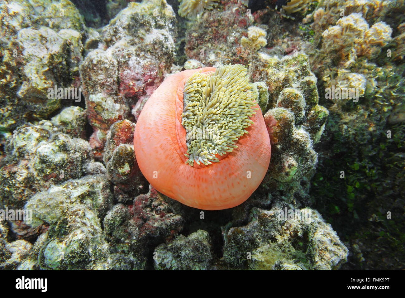 Eine herrliche Seeanemone Heteractis Magnifica, geschlossen teilweise, Pazifik, Französisch-Polynesien Stockfoto