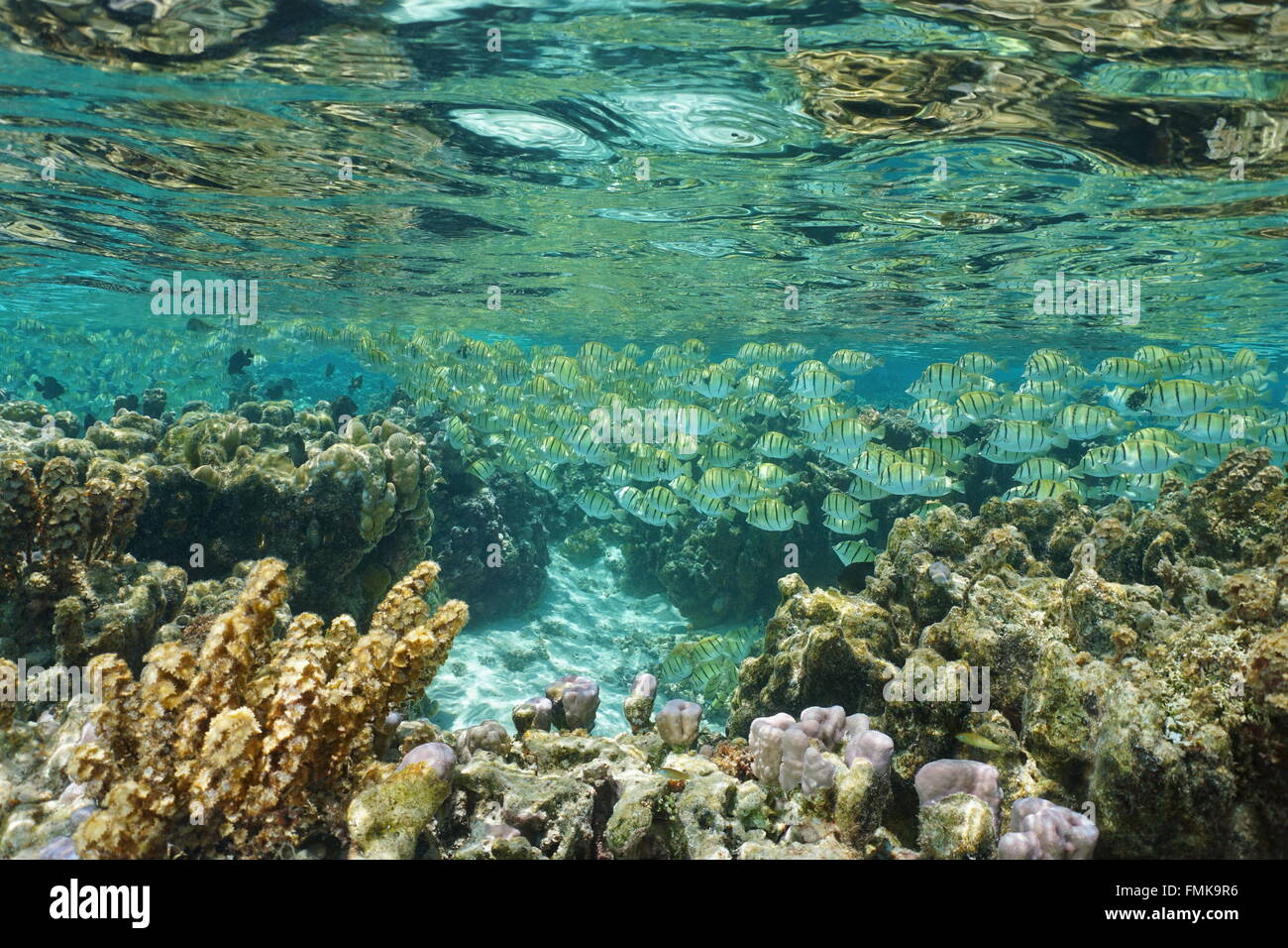 Eine Schule des Fisches, Sträfling Tang, im seichten Wasser in der Lagune von Huahine, Pazifik, Französisch-Polynesien Stockfoto