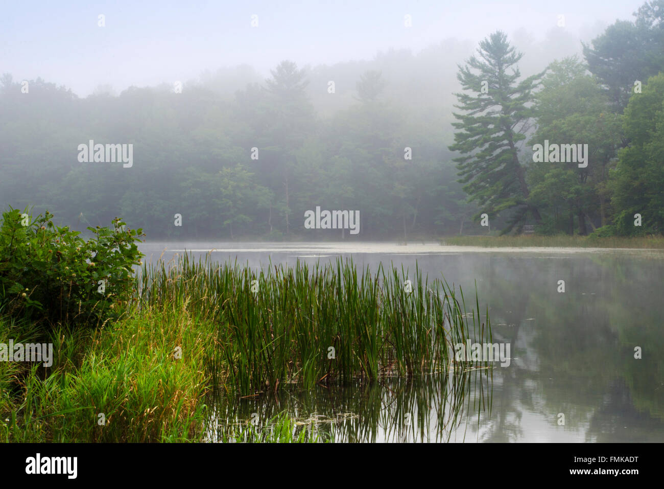 Am frühen Morgen Sonnenaufgang Nebel auf chenango See bei chenango Valley State Park im Bundesstaat gabeln, Broome County Southern Tier region Upstate New York USA. Stockfoto