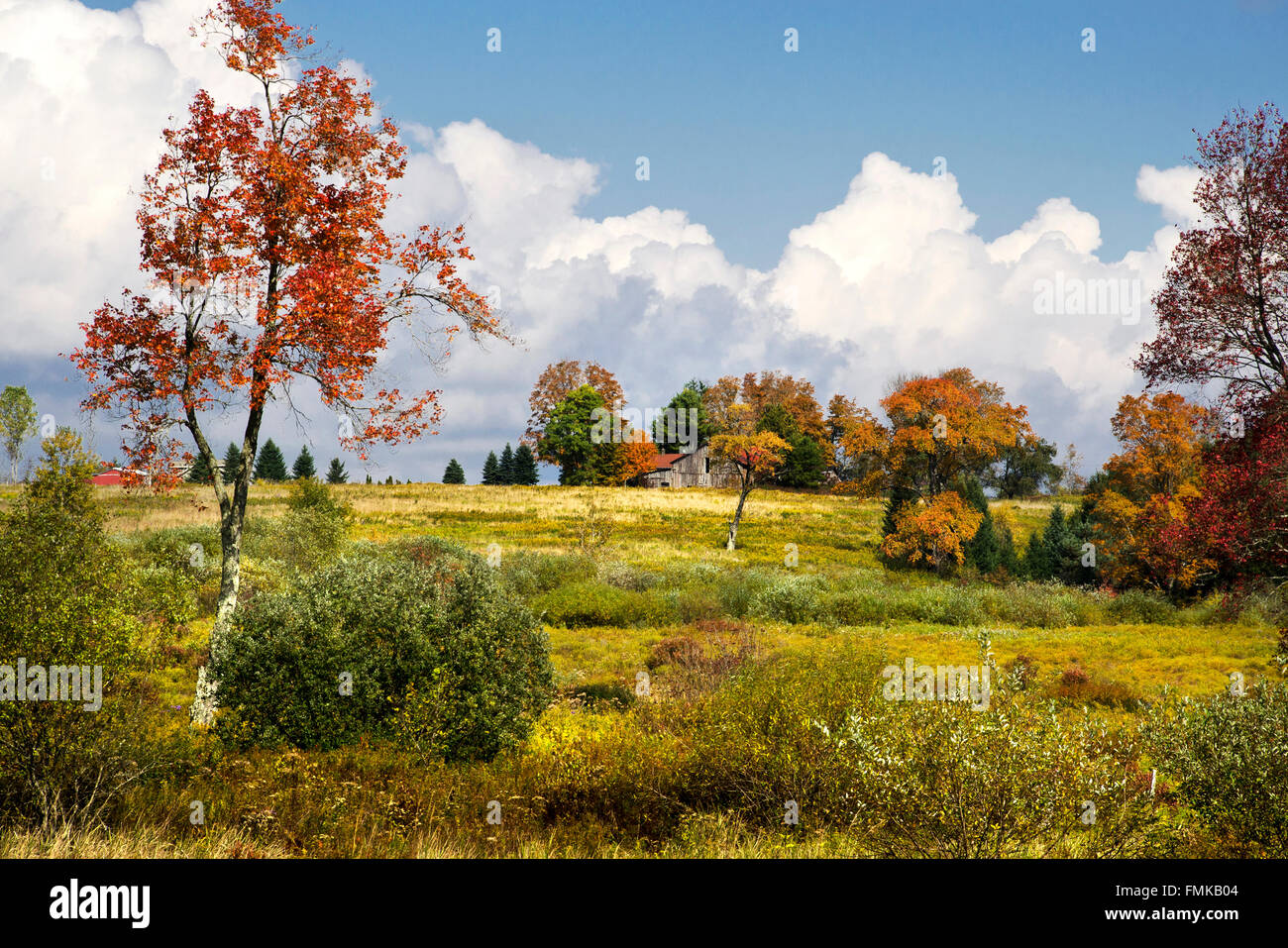 Herbst Bäume im Feld "Land" mit Blumen in Smithville, Chenango County Upstate New York in den USA. Stockfoto