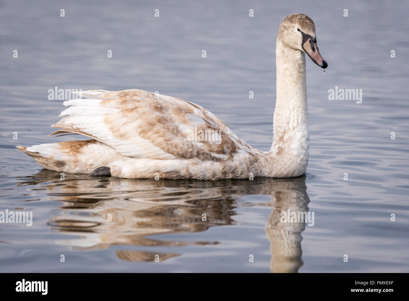 Schwäne auf dem Stausee bei Leistung Landschaftspark Cannock uk Stockfoto