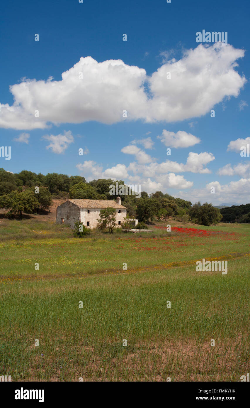 Verfallenes Haus, Andalusien Spanien im Feld mit Mohnblumen und Wildblumen im Vordergrund, Stockfoto