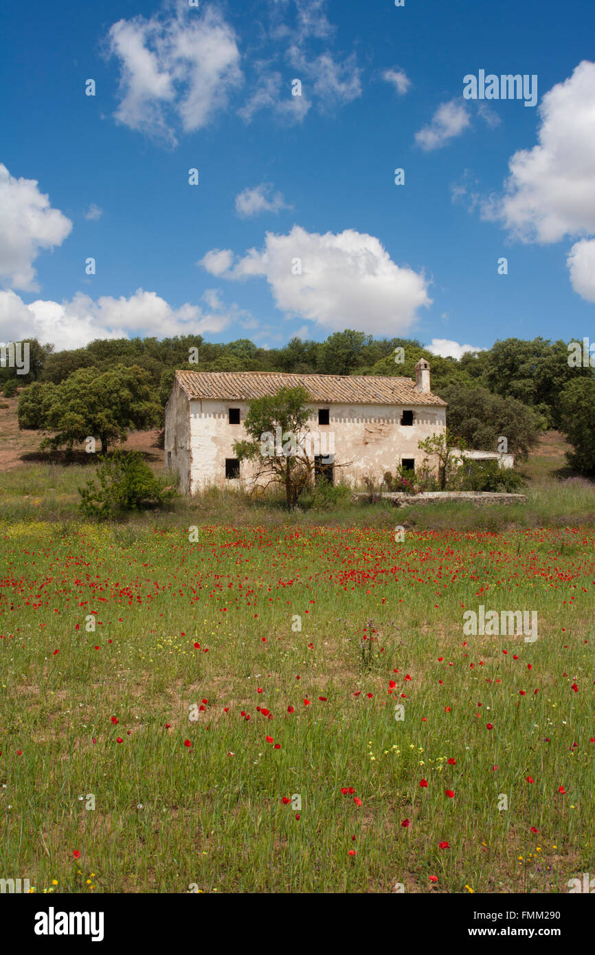 Verfallenes Haus, Andalusien Spanien im Feld mit Mohnblumen und Wildblumen im Vordergrund, Stockfoto