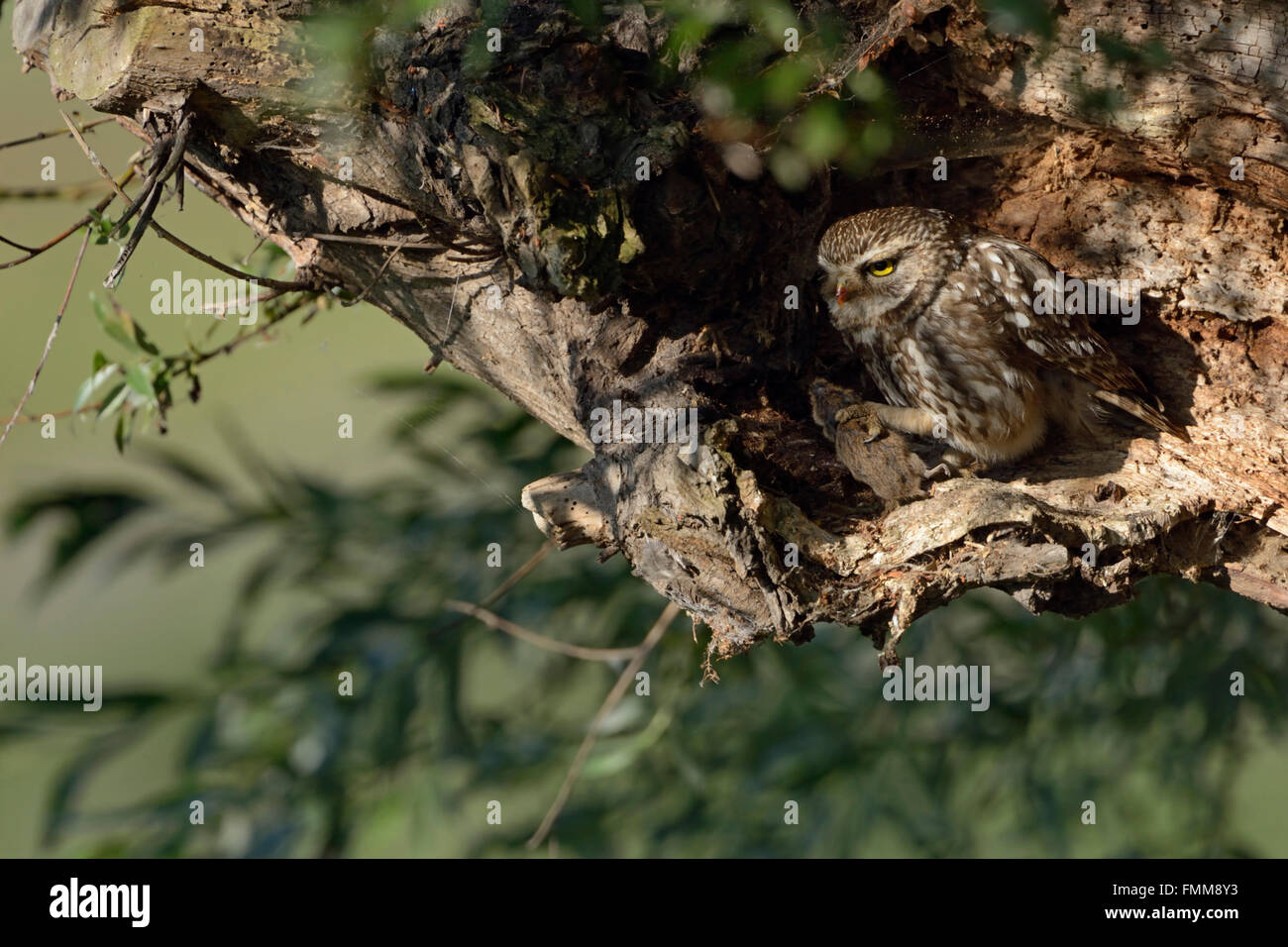 Kleine Eule / Minervas Eule (Athene Noctua), Erwachsene Raubvogel, Fütterung auf eine Maus in seinen Krallen, versteckt in einem faulen Baum. Stockfoto