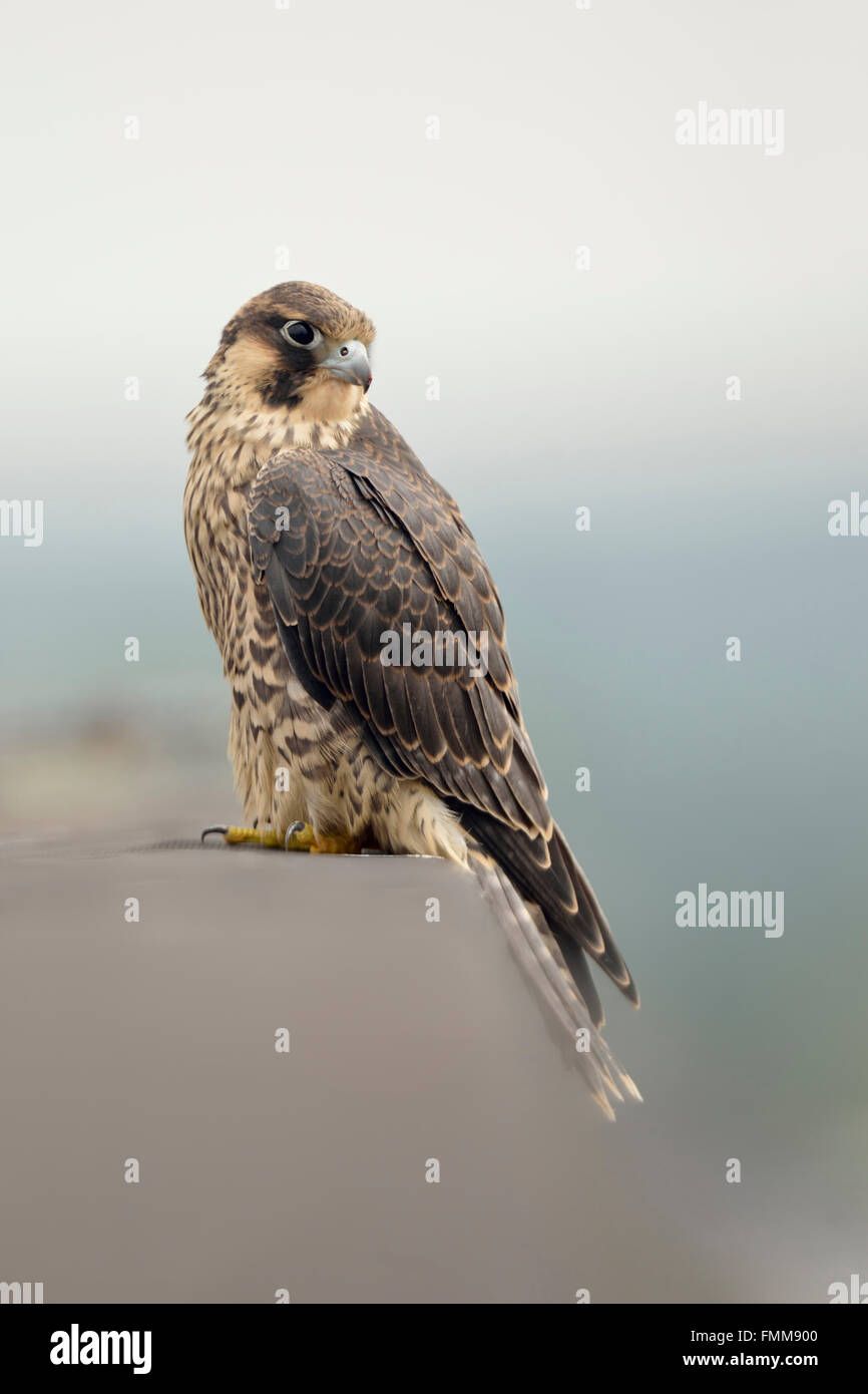 Duck Hawk / Wanderfalke (Falco Peregrinus), junge Greifvogel, gelegen am Rand eines Daches auf dem Dach eines Gebäudes, Tierwelt. Stockfoto