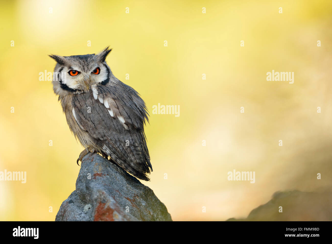 Südbüscheleule (Ptilopsis granti), sitzt auf einem Felsen vor einem hellgelben, sonnigen Hintergrund. Stockfoto