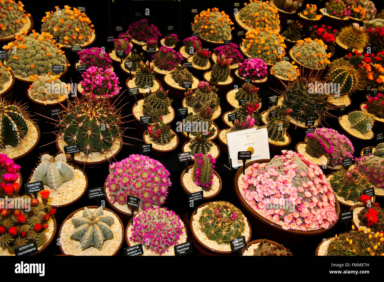 Southfield Baumschulen & Sukkulenten Kakteen Spezialisten, fünf-Tage-Kalender Event, The Queen besuchen, Chelsea Flower Show 2015,London.UK Stockfoto