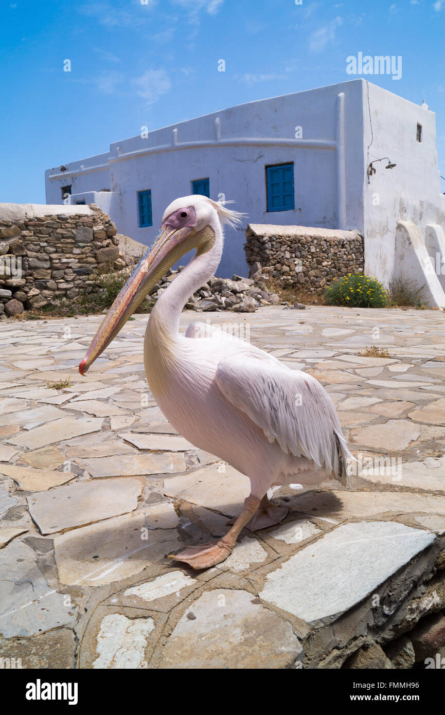 Die berühmten Pelikan von Mykonos-Insel in Griechenland Stockfoto