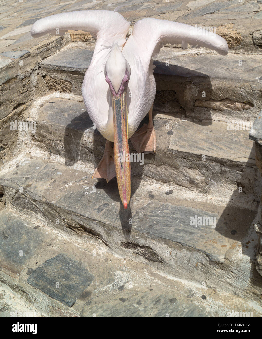 Die berühmten Pelikan von Mykonos-Insel in Griechenland Stockfoto