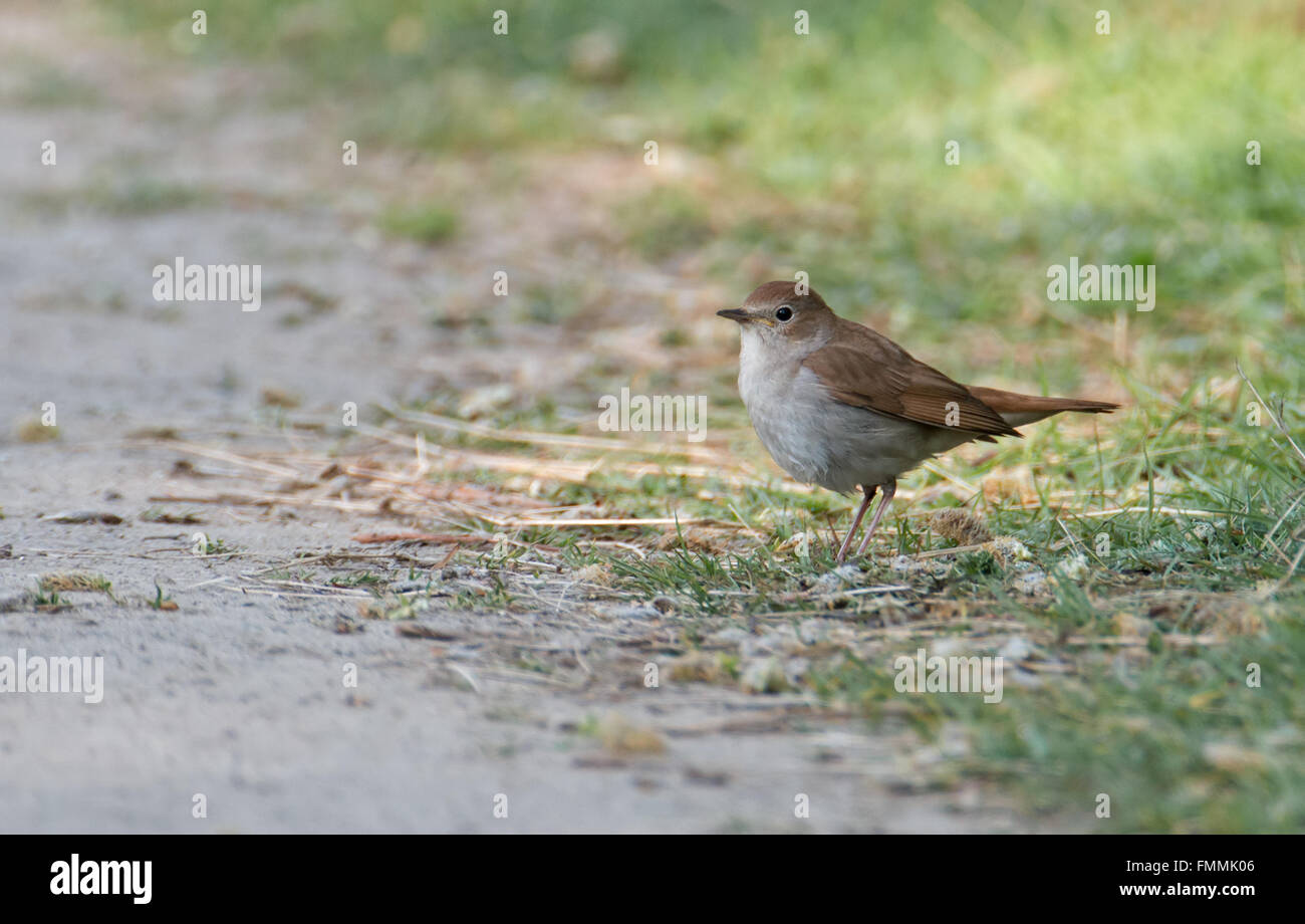 Nachtigall, Luscinia Megarhynchos. Frühling. UK Stockfoto