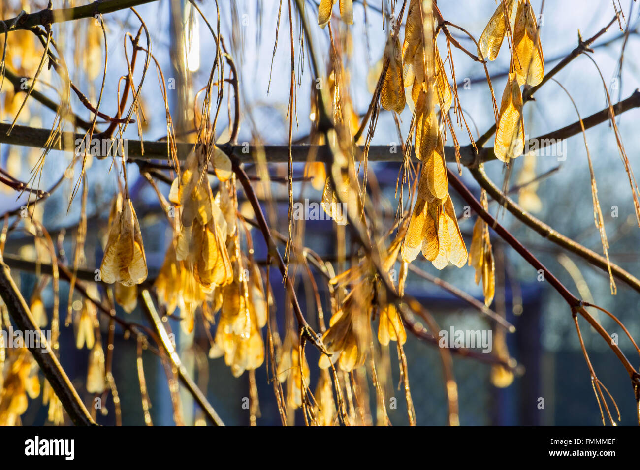 Die Blätter im Winter an einem sonnigen Tag Stockfoto