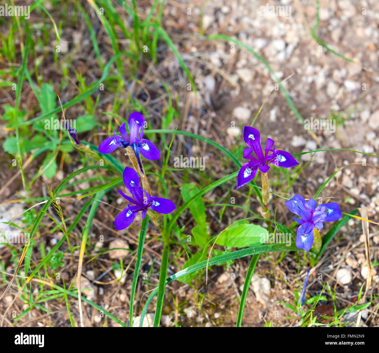 Mehrere Wild Iris Blumen blühen auf dem steinigen Boden Stockfoto
