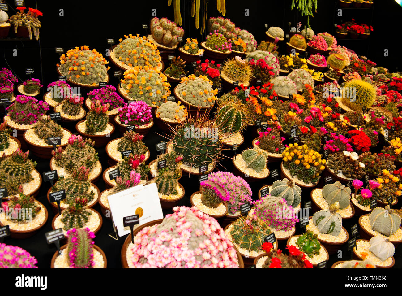 Southfield Baumschulen & Sukkulenten Kakteen Spezialisten, fünf-Tage-Kalender Event, The Queen besuchen, Chelsea Flower Show 2015,London.UK Stockfoto