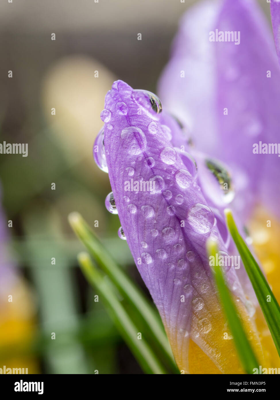 Nahaufnahme von frischem lila Krokusse mit Morgen-Tau-Tropfen Stockfoto