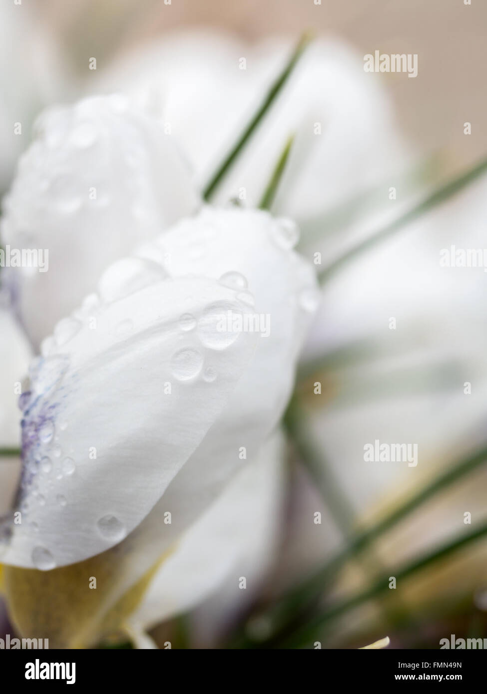 Nahaufnahme der frische weiße Krokusse mit Morgen-Tau-Tropfen Stockfoto